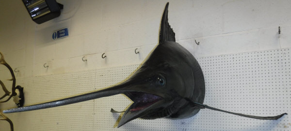 A taxidermy mounted Marlin fore end / head,