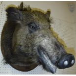 A taxidermy stuffed and mounted Wild Boar head on an oak shield mount,