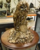 WITHDRAWN AS AWAITING A LICENCE - A taxidermy case containing a stuffed and mounted Tawny Owl,