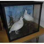 A taxidermy case containing two stuffed and mounted Ptarmigan in white,