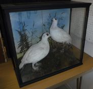 A taxidermy case containing two stuffed and mounted Ptarmigan in white,