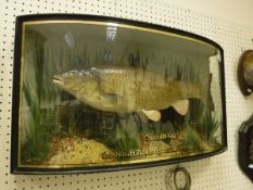 A taxidermy stuffed and mounted Chub in verre eglomise bow-fronted case,