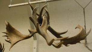 A three branch Fallow Deer antler chandelier frame CONDITION REPORTS This Lot built