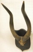 A pair of Kudu horns with skull cap on an ebonised shield-shaped mount