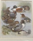AFTER ARCHIBALD THORBURN "A study of Ducks" and "A study of Geese",