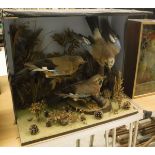 A early 20th Century taxidermy case containing a collection of three stuffed and mounted Jay,