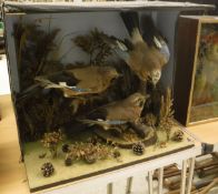 A early 20th Century taxidermy case containing a collection of three stuffed and mounted Jay,