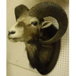 A taxidermy stuffed and mounted Mouflon head on an oak shield-shaped mount
