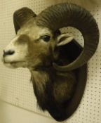 A taxidermy stuffed and mounted Mouflon head on an oak shield-shaped mount