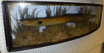 A taxidermy stuffed and mounted Eel,