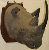 A taxidermy stuffed and mounted Black Rhinoceros head with horns,