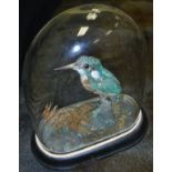 A taxidermy stuffed and mounted Kingfisher, in naturalistic setting on a mossy branch,