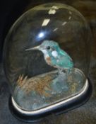 A taxidermy stuffed and mounted Kingfisher, in naturalistic setting on a mossy branch,