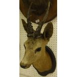 A taxidermy stuffed and mounted Roe Deer head and antlers on an oak shield-shaped plaque