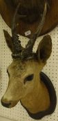 A taxidermy stuffed and mounted Roe Deer head and antlers on an oak shield-shaped plaque