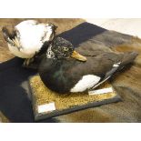 A taxidermy stuffed and mounted American White-winged Wood Duck preening,
