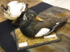 A taxidermy stuffed and mounted American White-winged Wood Duck preening,