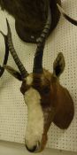 A taxidermy stuffed and mounted Blesbok / Bontebok head with horns
