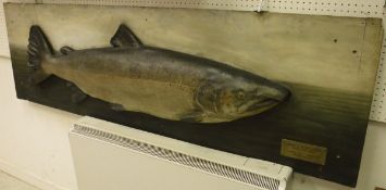 A large painted Salmon cast on painted backboard,