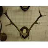 A pair of antlers mounted on an oak shield-shaped plaque