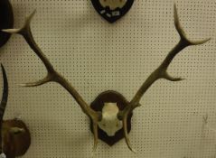 A pair of antlers mounted on an oak shield-shaped plaque