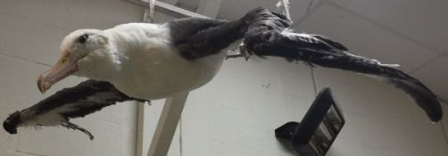 A taxidermy stuffed Black-browed Albatross, mounted in flying position,