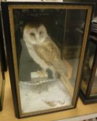WITHDRAWN AS AWAITING A LICENCE - A taxidermy case containing a stuffed and mounted Barn Owl,