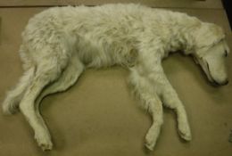 A taxidermy stuffed and mounted English Setter in sleeping position "Morwenna" (stuffed and mounted