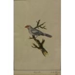 AFTER WILLIAM HAYES (1729-1799) "Malacca Cross Beak", engraving heightened with watercolour,
