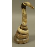 Taxidermy: A cobra snakelet, in striking pose, 16.