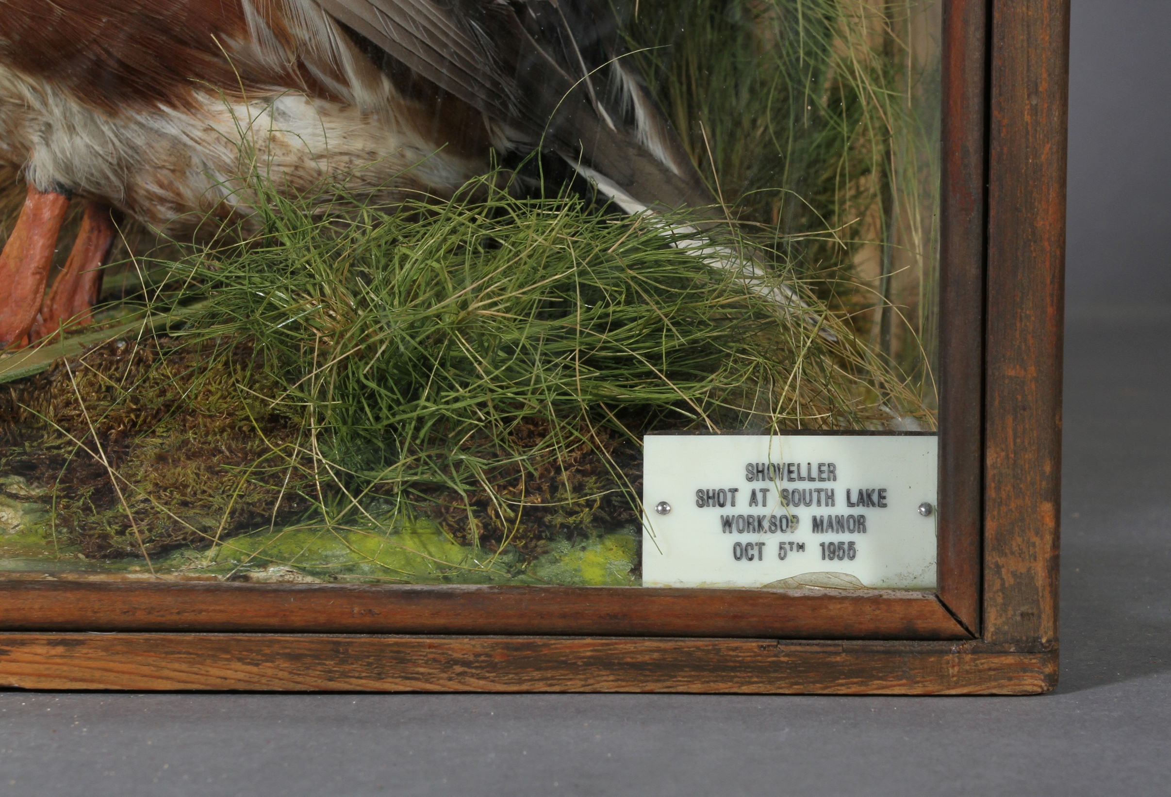 Taxidermy - A shoveller, contained in a glazed case with reed painted background, reeds, - Image 2 of 2