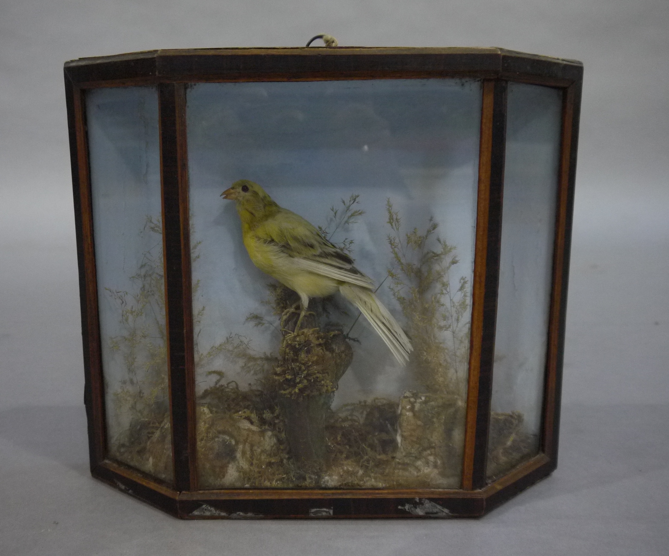 Taxidermy - A canary resting on a moss covered stump within a splayed glazed case with painted - Image 4 of 5