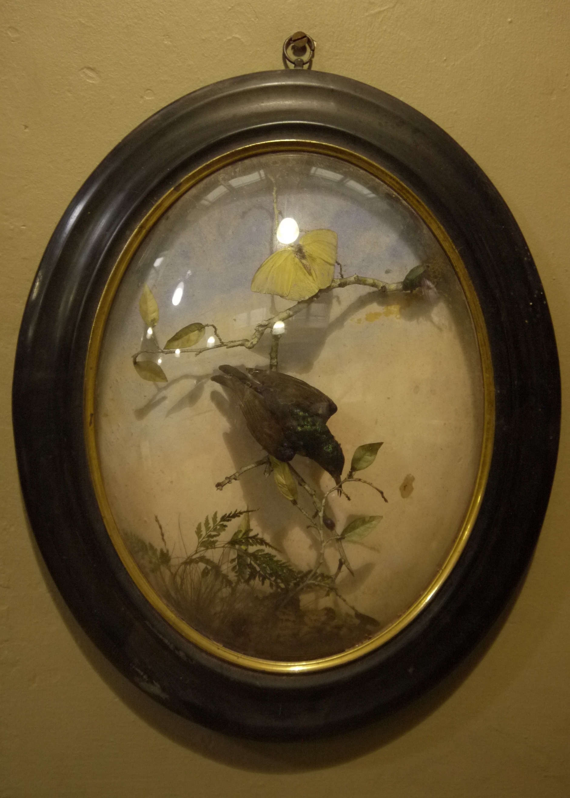 Taxidermy - An oval glazed frame with convex front set with hummingbird,