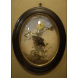 Taxidermy - An oval glazed frame with convex front set with hummingbird,