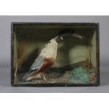 Taxidermy - A shoveller, contained in a glazed case with painted background, grasses and moss,