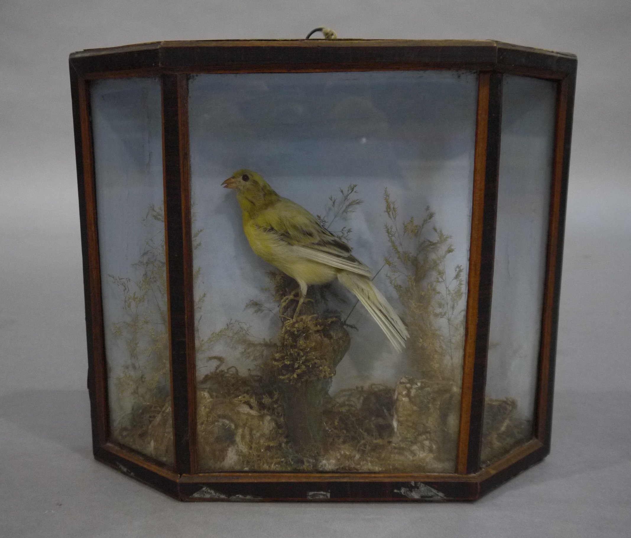 Taxidermy - A canary resting on a moss covered stump within a splayed glazed case with painted - Image 3 of 5