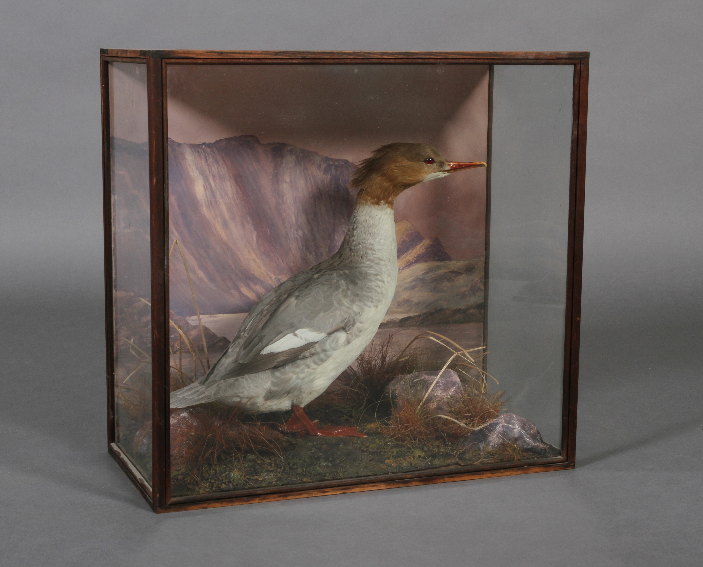 Taxidermy - A female Goosander contained in glazed case with painted mountainous background and