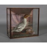 Taxidermy - A female Goosander contained in glazed case with painted mountainous background and