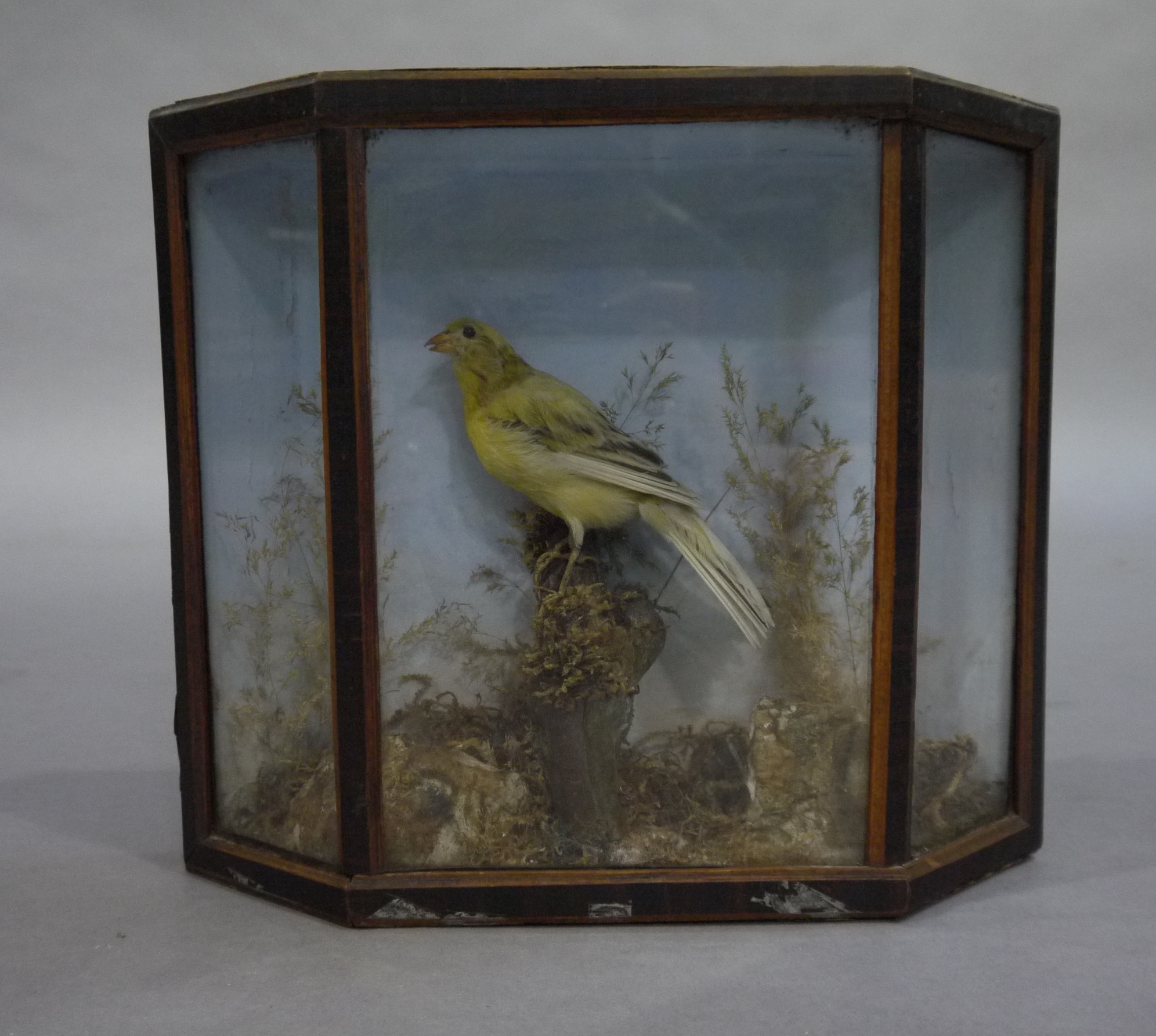 Taxidermy - A canary resting on a moss covered stump within a splayed glazed case with painted - Image 2 of 5