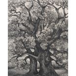 By and after Aled Buckels, Haywood Oaks, black and white etching of trees, signed and dated 1930,