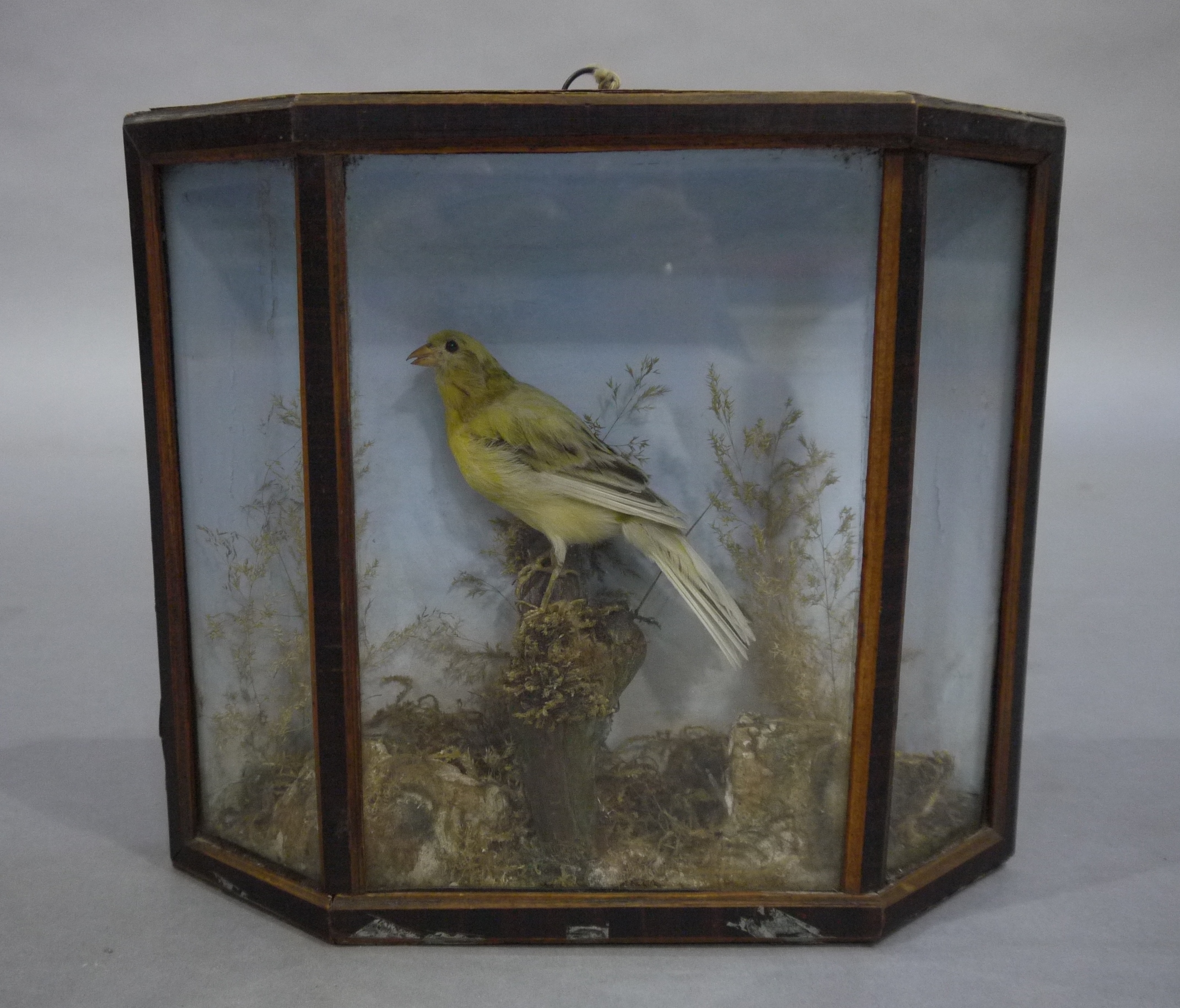 Taxidermy - A canary resting on a moss covered stump within a splayed glazed case with painted - Image 5 of 5