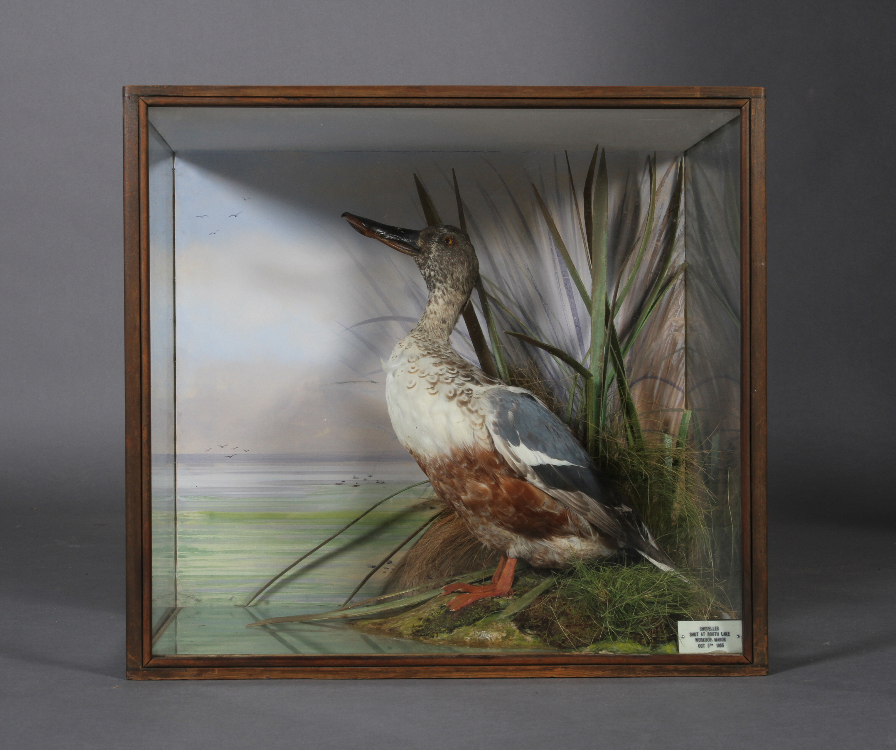 Taxidermy - A shoveller, contained in a glazed case with reed painted background, reeds,
