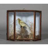 Taxidermy - A canary resting on a moss covered stump within a splayed glazed case with painted
