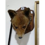 A Taxidermy Foxes Head On An Oak Shield Mount