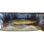 PIKE: Pike in glazed bow front gilt lined case,47" x17" x9", blue back board, gravel and reed