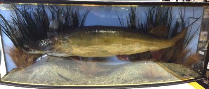 PIKE: Pike in glazed bow front gilt lined case,47" x17" x9", blue back board, gravel and reed