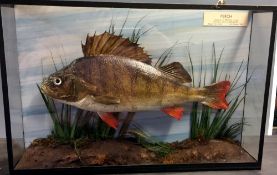 PERCH: Preserved Perch mounted in flat front picture show case 19" x13" x4, blue wash backboard ,