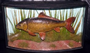 CASED FISH: Rare preserved small Carp by Cooper in bow front case, 20" x11" x5" green