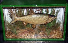 CASED FISH: Preserved Dace by Cooper?, in gilt lined glazed flat front case, 15" x9.5" x4.5", blue