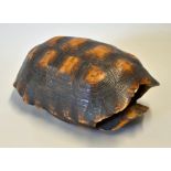 Large Tortoise Shell measures 30 x 19cm approx.
